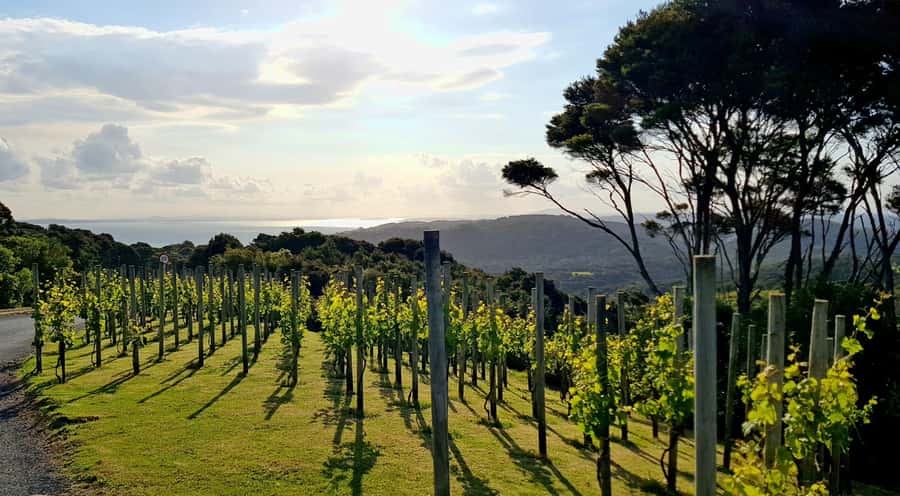 Waiheke: Scenic Taste and Graze Tour with Wine, Whisky, Beer - The Heke Kitchen, Brewery & Distillery: Craft Beer and Whisky Choices in Gardens