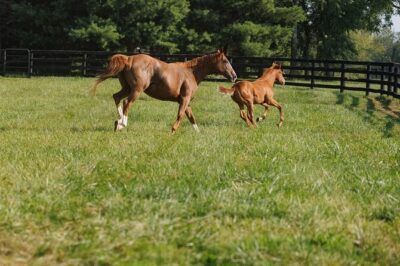 Woodford Reserve, Kismet Thoroughbred Farm & Whiskey Thief - Price and what the $275 ticket really buys you