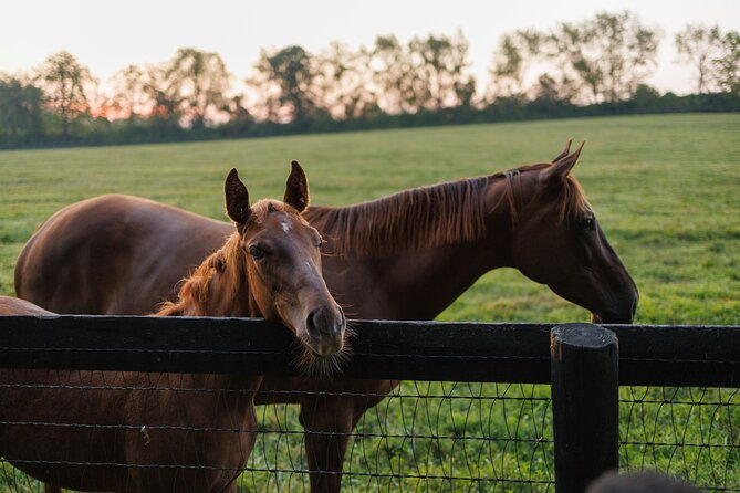 Woodford Reserve, Kismet Thoroughbred Farm & Whiskey Thief - Who this bourbon and thoroughbred day fits best