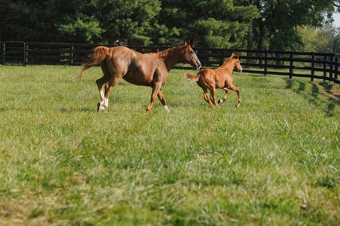 Woodford Reserve, Kismet Thoroughbred Farm & Whiskey Thief - Price and what the $275 ticket really buys you